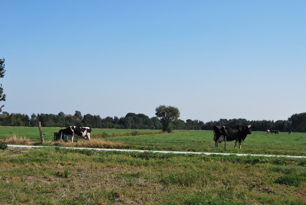 Sint Nicolaasga, De Rijlst 40